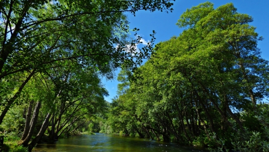 El Proyecto LIFE Alnus Taejo impulsa la restauración y conservación de los bosques de ribera de los ríos de la cuenca occidental del Tajo