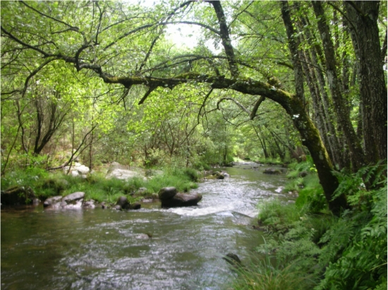 El proyecto LIFE Alnus Taejo culmina los trabajos de caracterización y diagnóstico de los Hábitats 91E0*