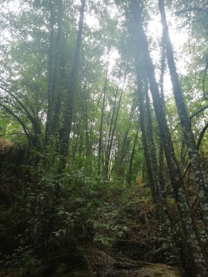 Intercambio de buenas prácticas entre los proyectos LIFE Alnus Taejo y LIFE Fluvial