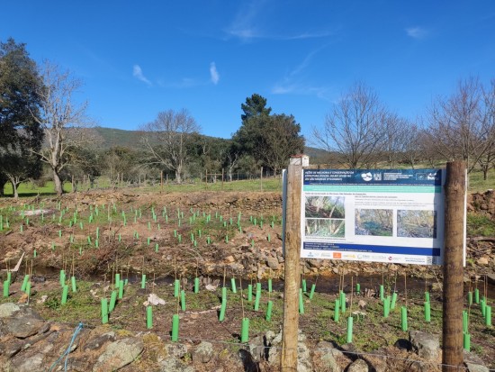 Restauración de alisedas en el LIC de São Mamede